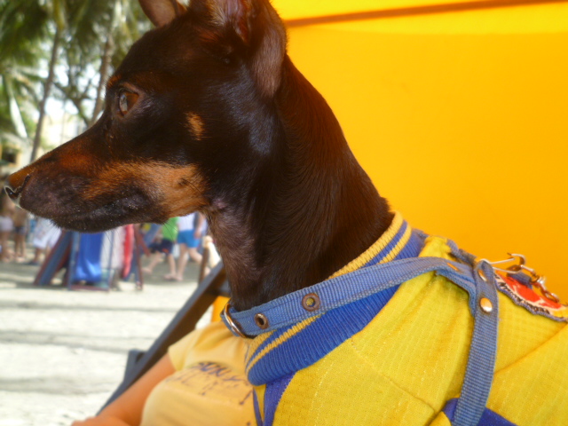 회색 스웨터를 입은 강아지 사진. 칠 가이 밈의 느긋한 무드를 떠올리게 하는 이미지