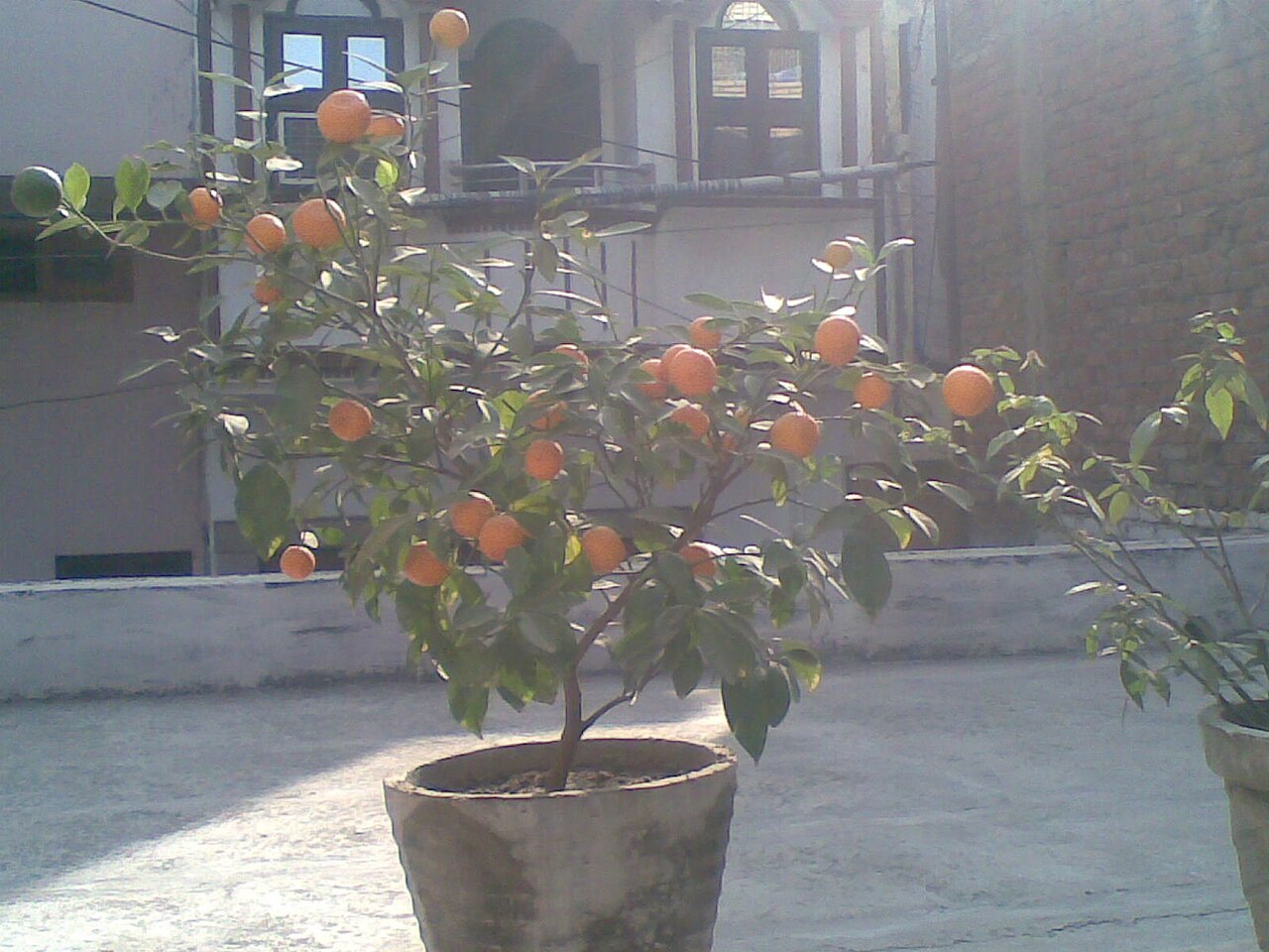 관식이 밈의 유래를 떠올리게 하는 귤 이미지