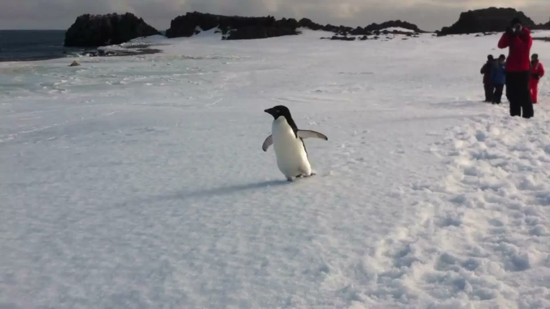 허무주의 펭귄 밈을 설명할 때 함께 보기 좋은 아델리펭귄 이미지